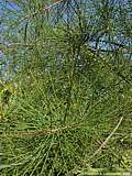 Casuarina glauca