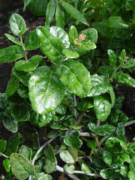 Elaeodendron pubescens