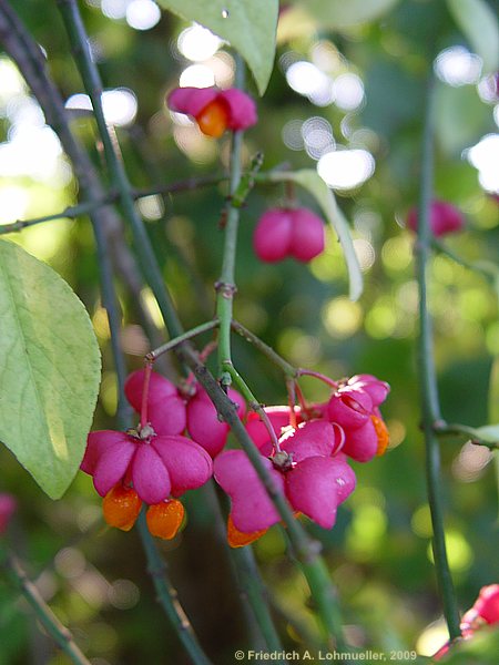 Euonymus europaeus