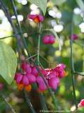 Euonymus europaeus