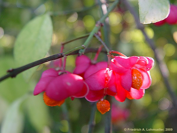 Euonymus europaeus