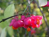 Euonymus europaeus