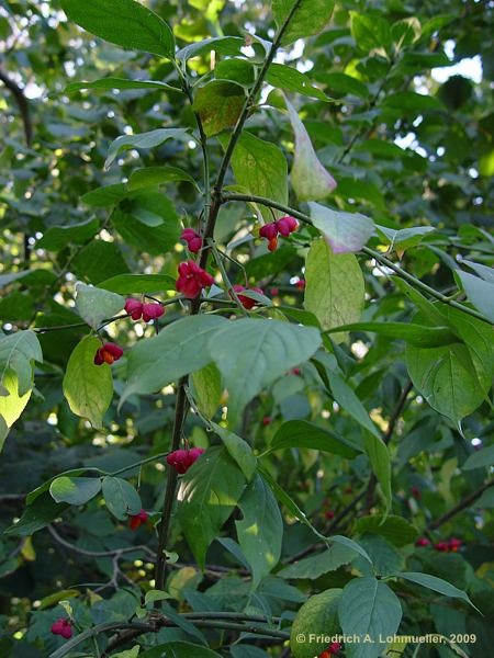 Euonymus europaeus