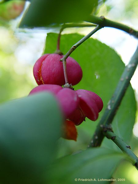 Euonymus europaeus