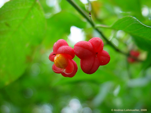 Euonymus planipes