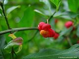 Euonymus planipes