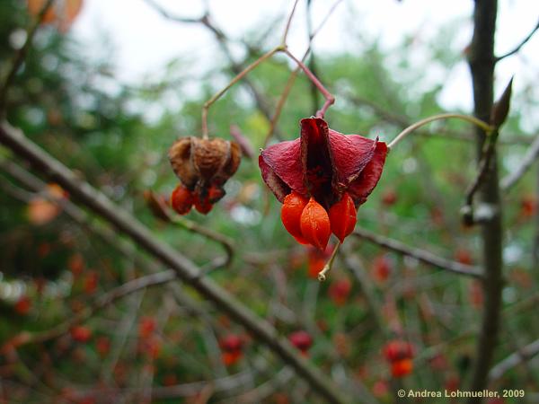 Euonymus planipes