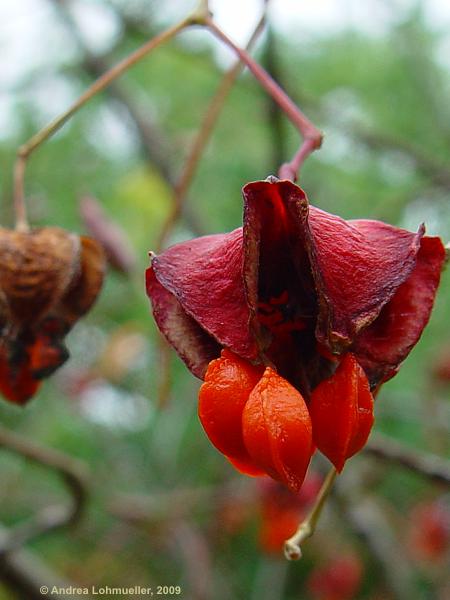 Euonymus planipes