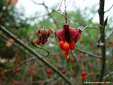 Euonymus planipes