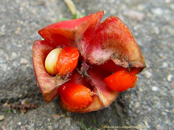 Euonymus planipes