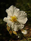 Helianthemum apenninum