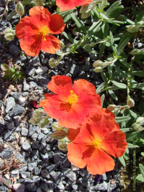 Helianthemum apenninum