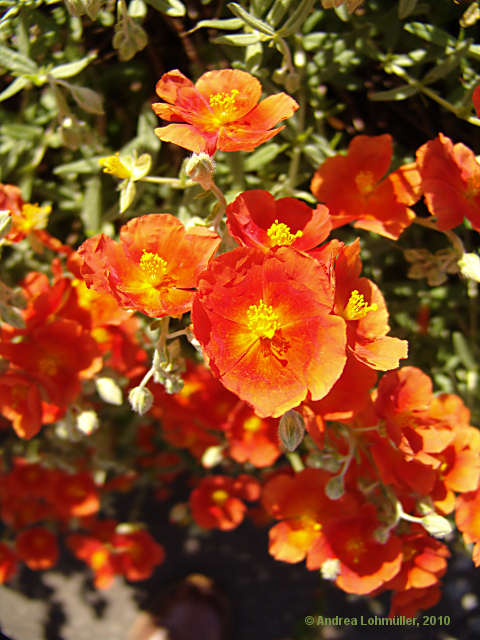 Helianthemum apenninum