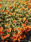 Helianthemum apenninum