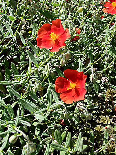 Helianthemum apenninum