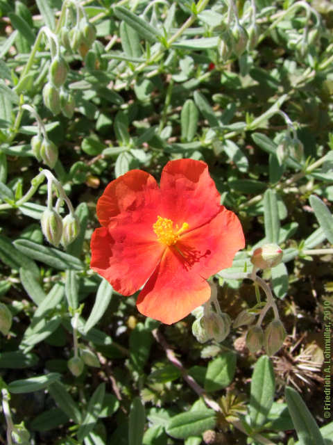 Helianthemum apenninum