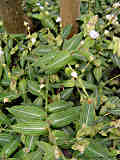 Callisia elegans