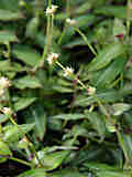 Callisia elegans