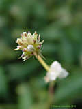 Callisia elegans