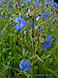 Commelina tuberosa