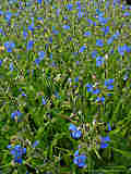 Commelina tuberosa