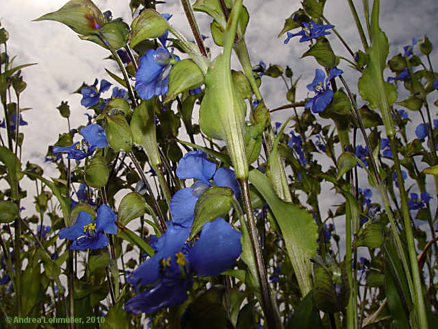 Commelina tuberosa