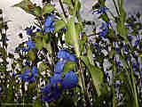 Commelina tuberosa