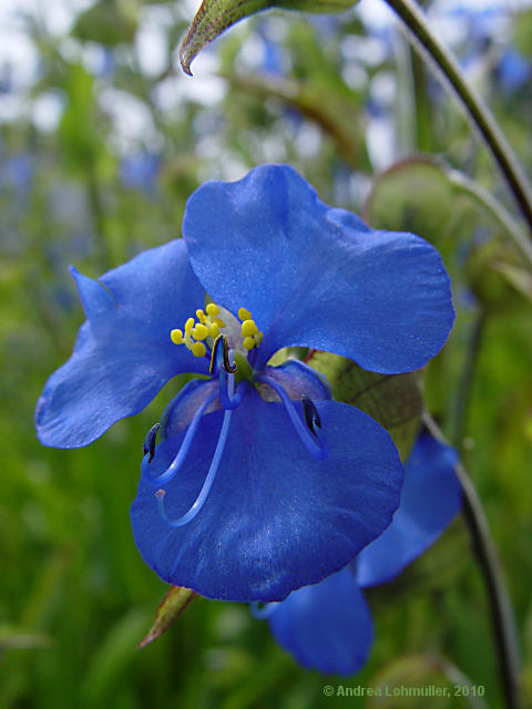 Commelina tuberosa