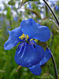 Commelina tuberosa