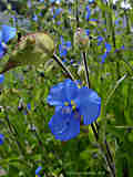 Commelina tuberosa