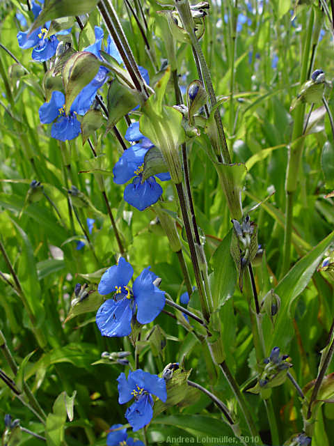 Commelina tuberosa