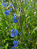 Commelina tuberosa