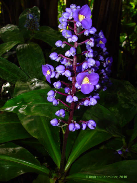 Dichorisandra thyrsiflora