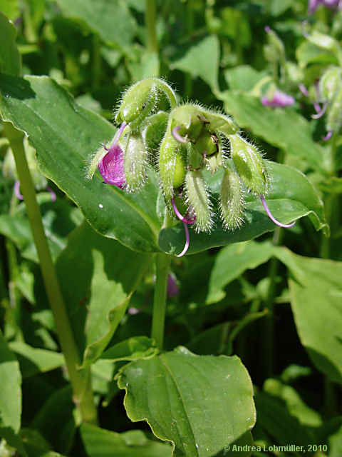 Tinantia erecta