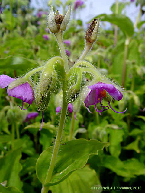 Tinantia erecta