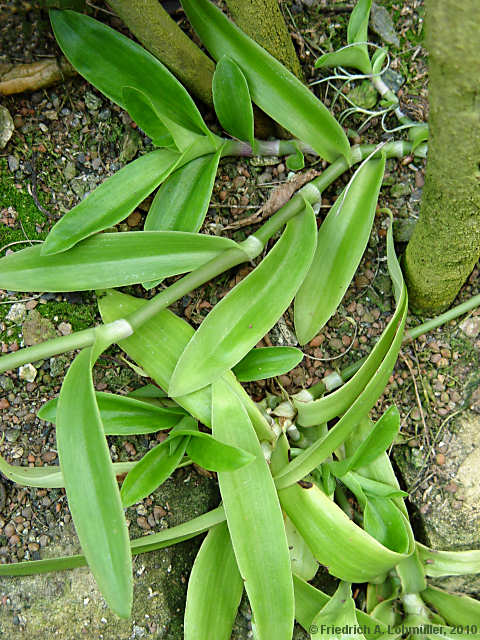 Tradescantia crassula