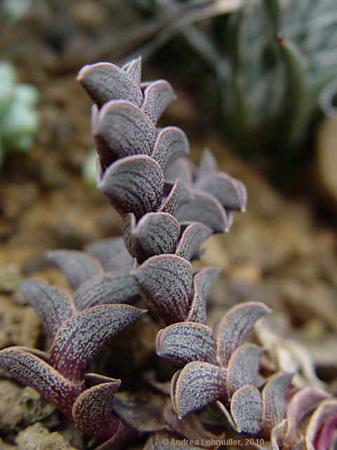 Tradescantia navicularis