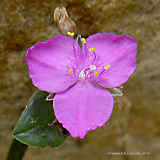 Tradescantia navicularis