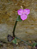 Tradescantia navicularis