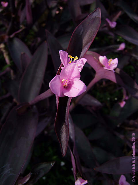 Tradescantia pallida