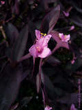 Tradescantia pallida 'Purpurea'