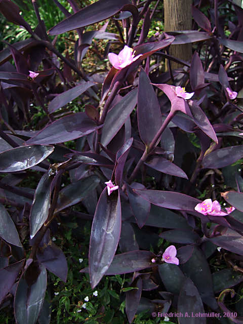 Tradescantia pallida