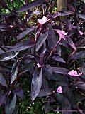 Tradescantia pallida 'Purpurea'