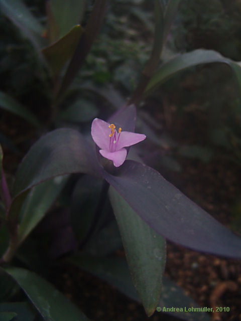 Tradescantia pallida