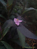 Tradescantia pallida