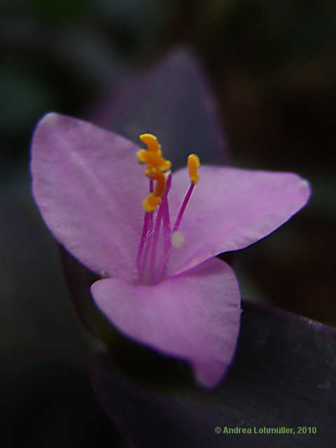 Tradescantia pallida