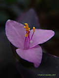 Tradescantia pallida