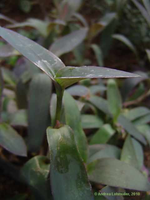 Tradescantia pallida