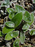 Tradescantia sillamontana