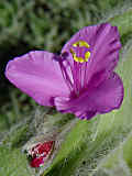 Tradescantia sillamontana